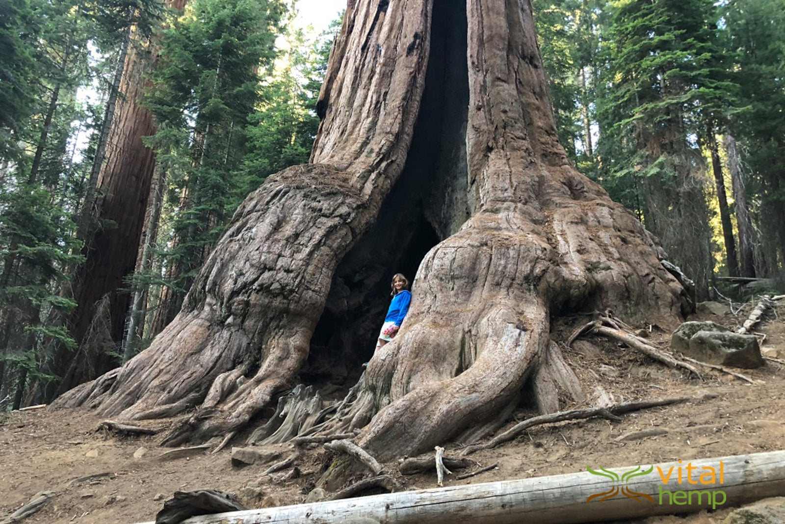 Hempin' September : What is Worth Saving? - Vital Hemp, Inc.