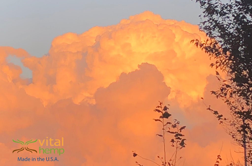 Hempin' October 2024: Voting Climate Can Save The World - Vital Hemp, Inc.